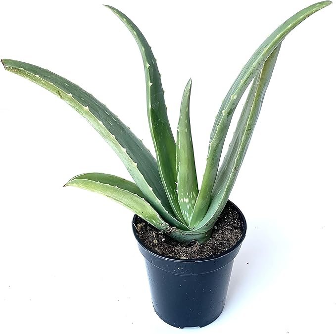 Aloe vera plant